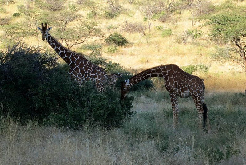 day02IMG_0134.jpg - Reticulated giraffes, Samburu Reserve, Kenya