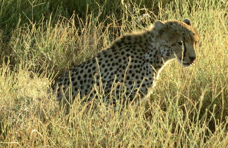 day02IMG_0190.jpg - Closeup of the elusive cheetah, Samburu Reserve, Kenya