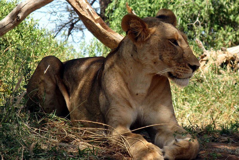 day02IMG_1940.jpg - Lion waits on the riverbank, Ewaso Ng'iro