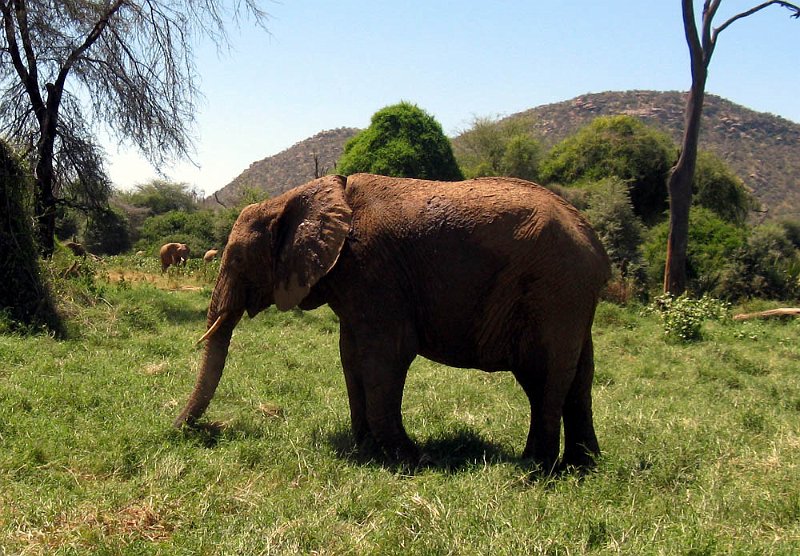 day02IMG_1945.jpg - Elephants stroll and munch, Samburu Reserve, Kenya