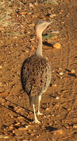 day02IMG_1996.jpg - Looks like a Ruff.  Samburu Reserve, Kenya
