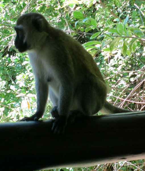 day03IMG_0279.jpg - Vervet monkey visits our porch, Samburu Reserve, Kenya
