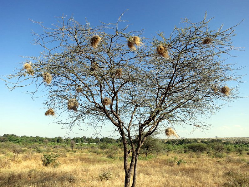 day03IMG_0289.jpg - Weaver nests are built on the lee side of trees to reduce the effect of wind.  They are built on thin branches so snakes cannot approach  without warning.  Samburu Reserve, Kenya