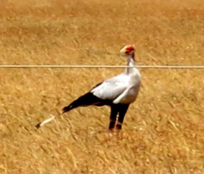 day04IMG_0366.jpg - Rare secretarybird spotted in a field on our way to Kigio Conservancy, Kenya