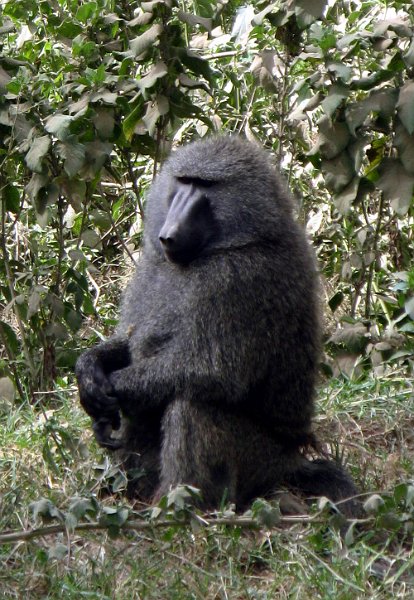 day04IMG_2378.jpg - Baboon, Lake Nakuru National Park, Kenya