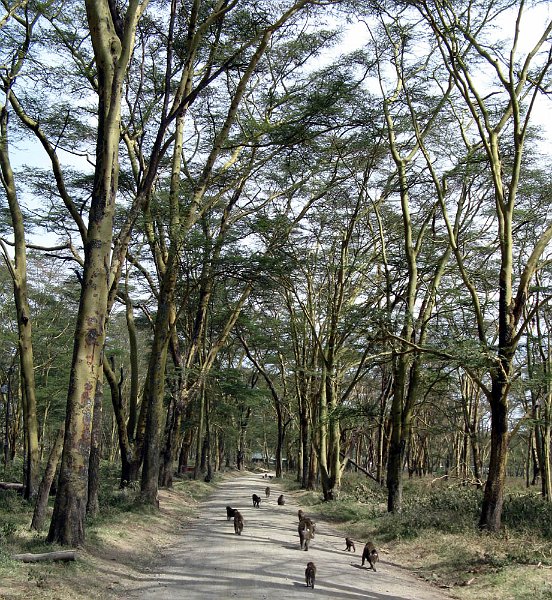 day04IMG_2390.jpg - Baboons, Lake Nakuru National Park, Kenya