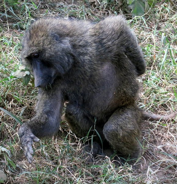 day05IMG_0458.jpg - Baboon, Lake Nakuru National Park, Kenya