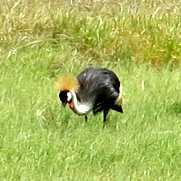 day05IMG_0517.jpg - Gray crowned crane, Lake Nakuru National Park, Kenya