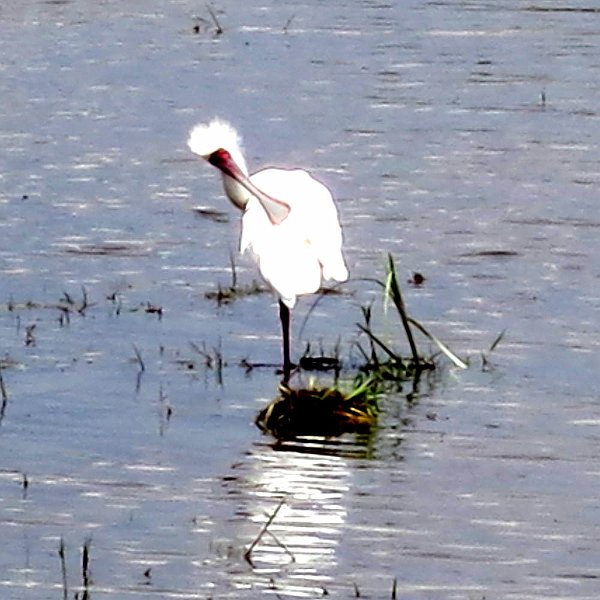day05IMG_0521.jpg - Duck billed crane, Lake Nakuru National Park, Kenya