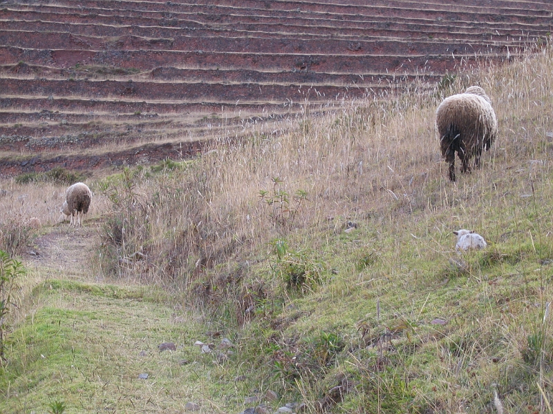 0806080073.JPG - Day 2, Sunday, June 8, Pisac
