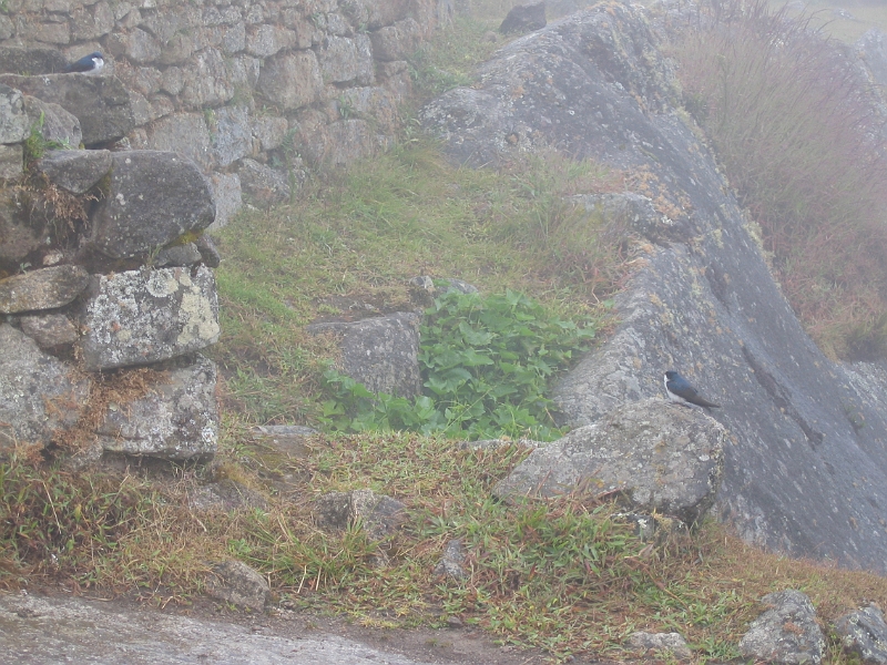 0806110035.JPG - Day 5, Wednesday, June 11, Machu Picchu